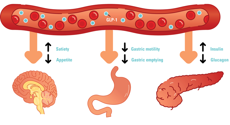 glp-1 drug market size GLP-1 Market Trends and Global Forecasts Report 2025: A $157.5 Bn Market by  2035